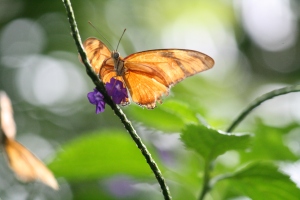 Niagara Butterfly Conservatory! Recent friend date. 